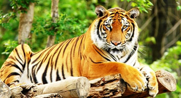 India Adventure  Wildlife Tours